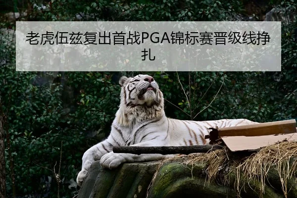 老虎伍兹复出首战PGA锦标赛晋级线挣扎